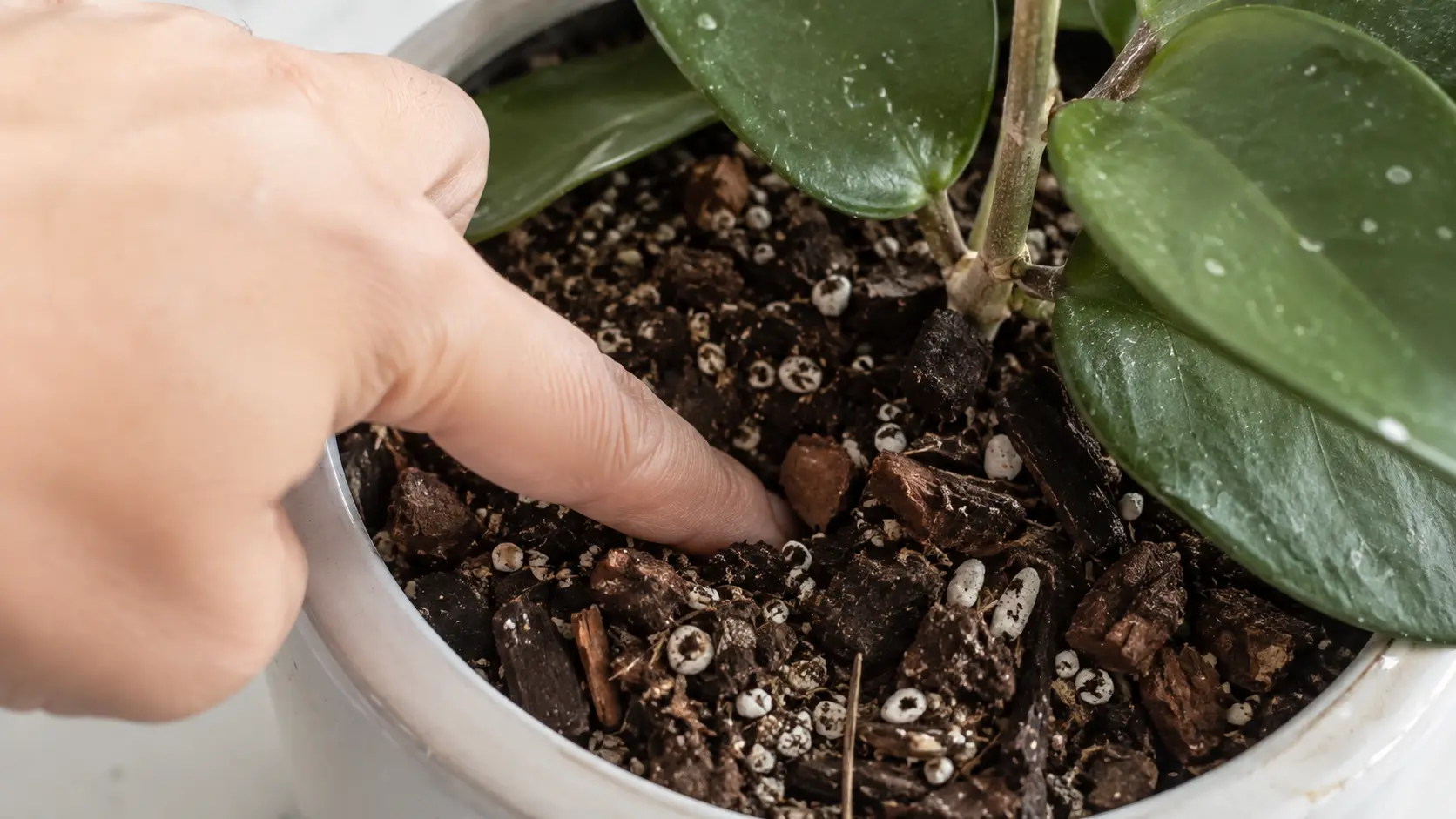 hoya care for beginners