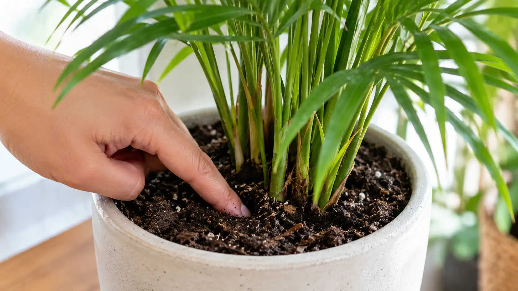 indoor palm care