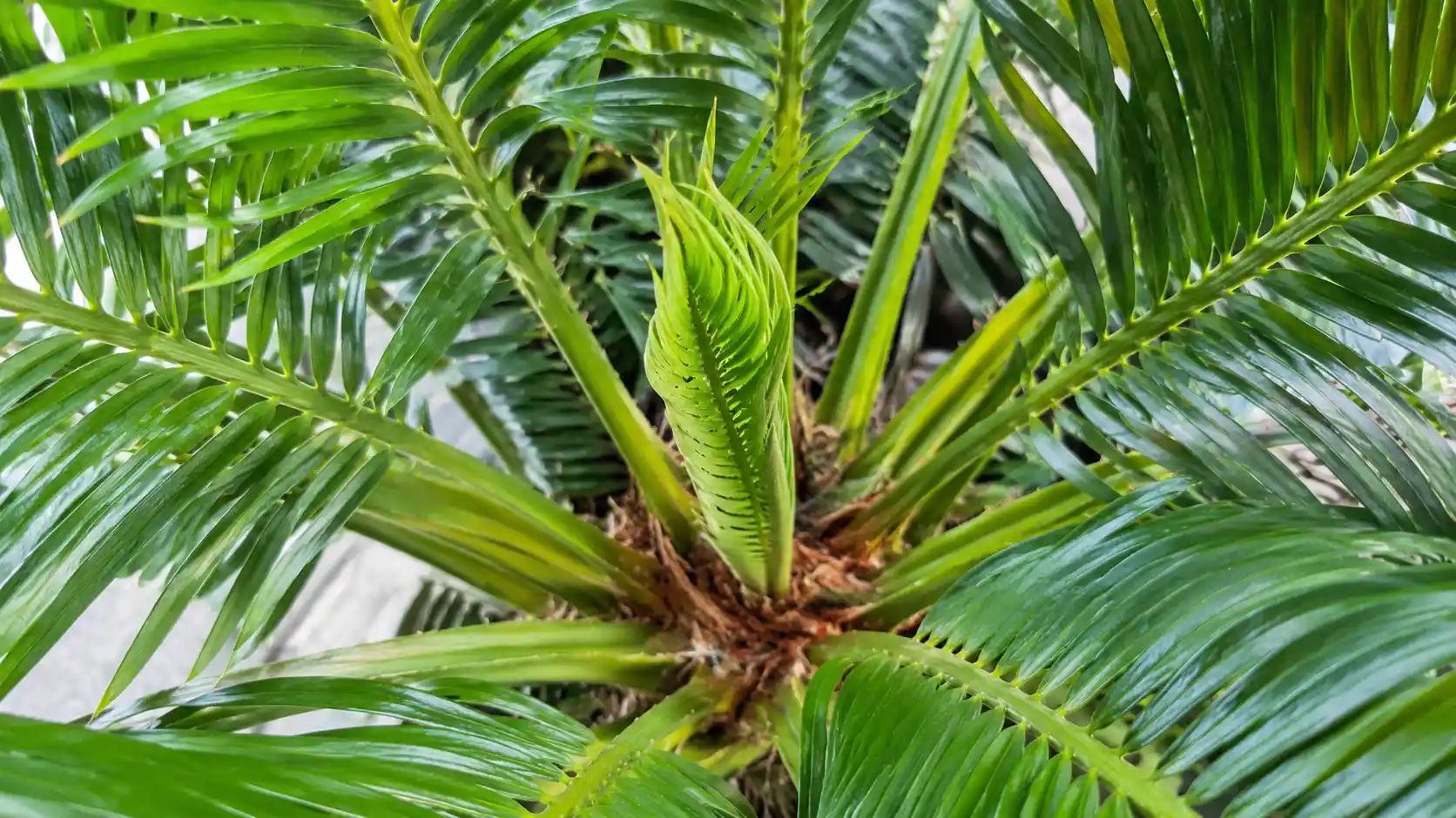 palms