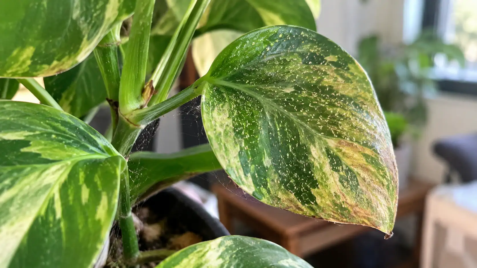 spider mites houseplants