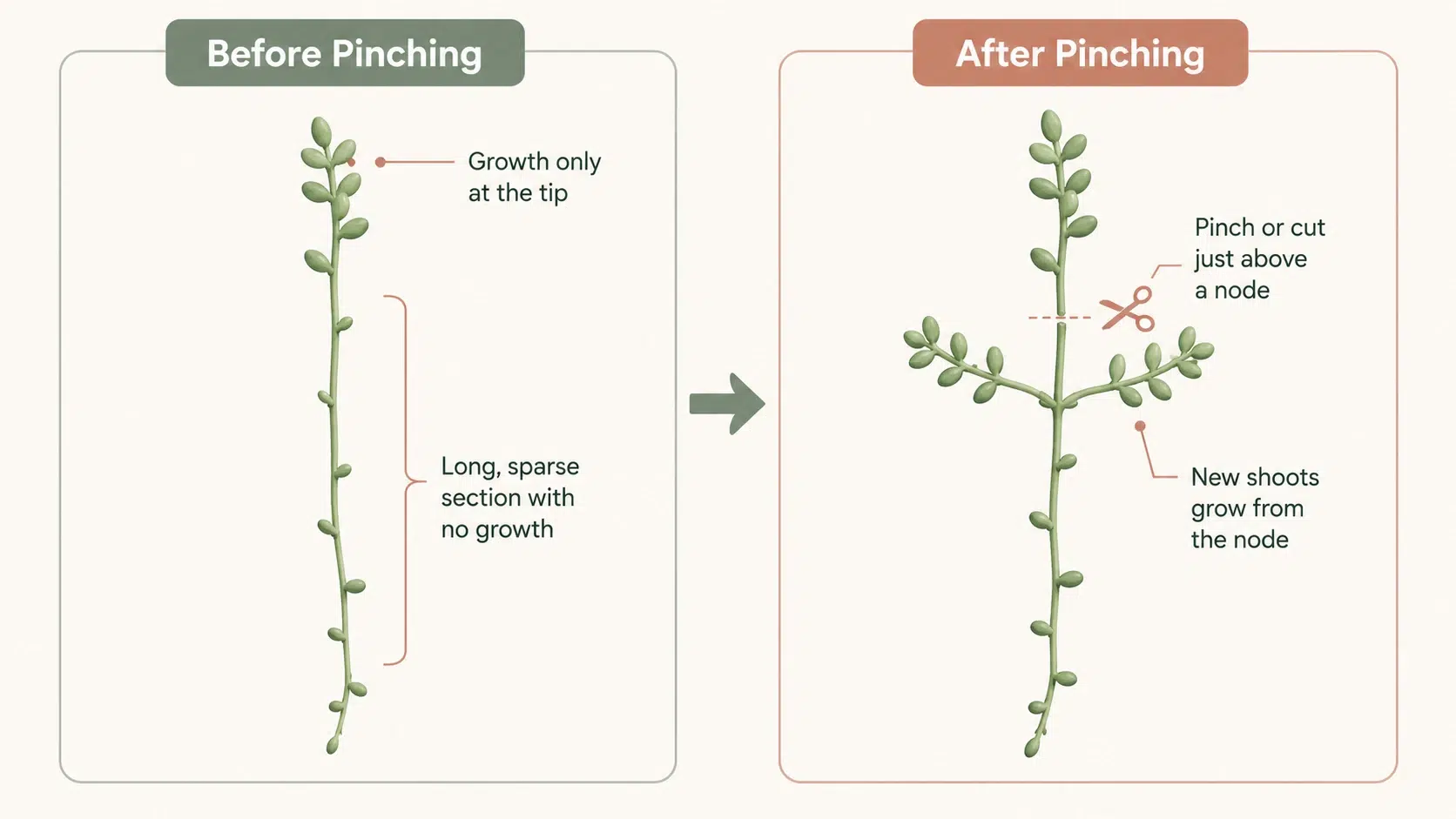 string and vine succulent