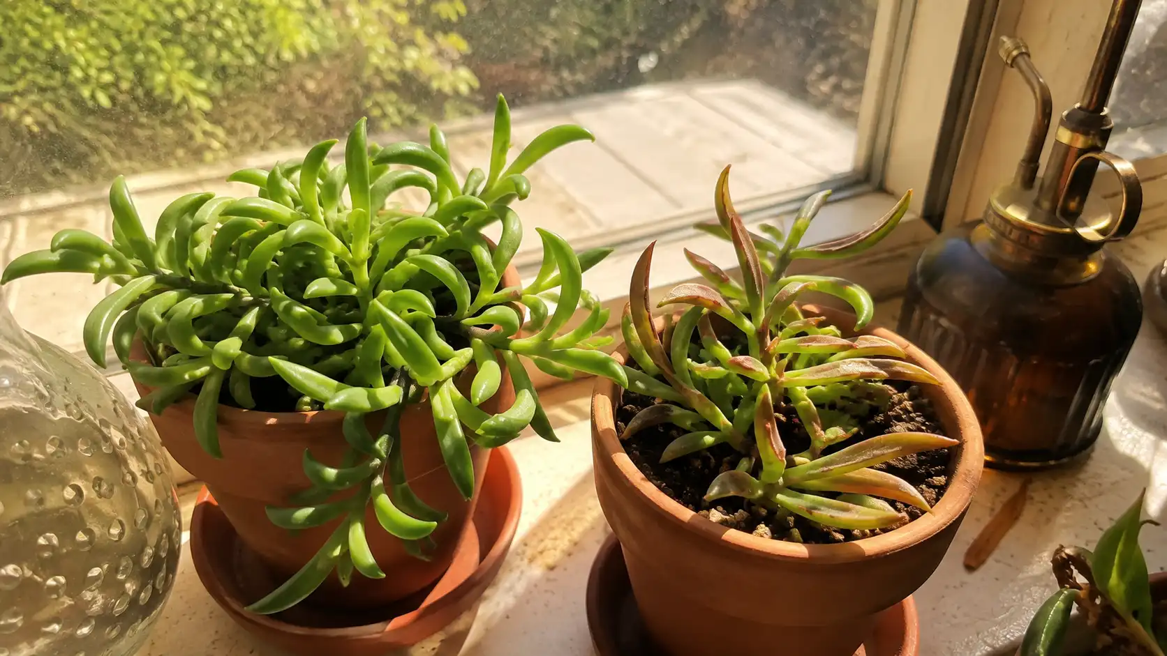 string of pearls vs string of dolphins
