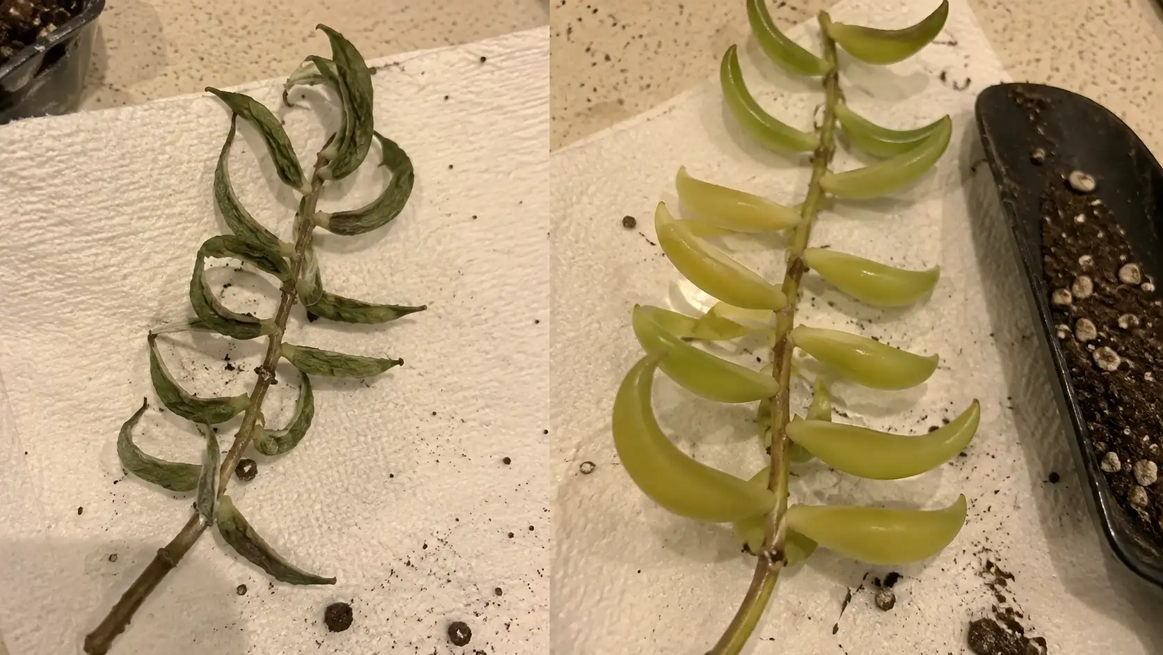 string of pearls vs string of dolphins