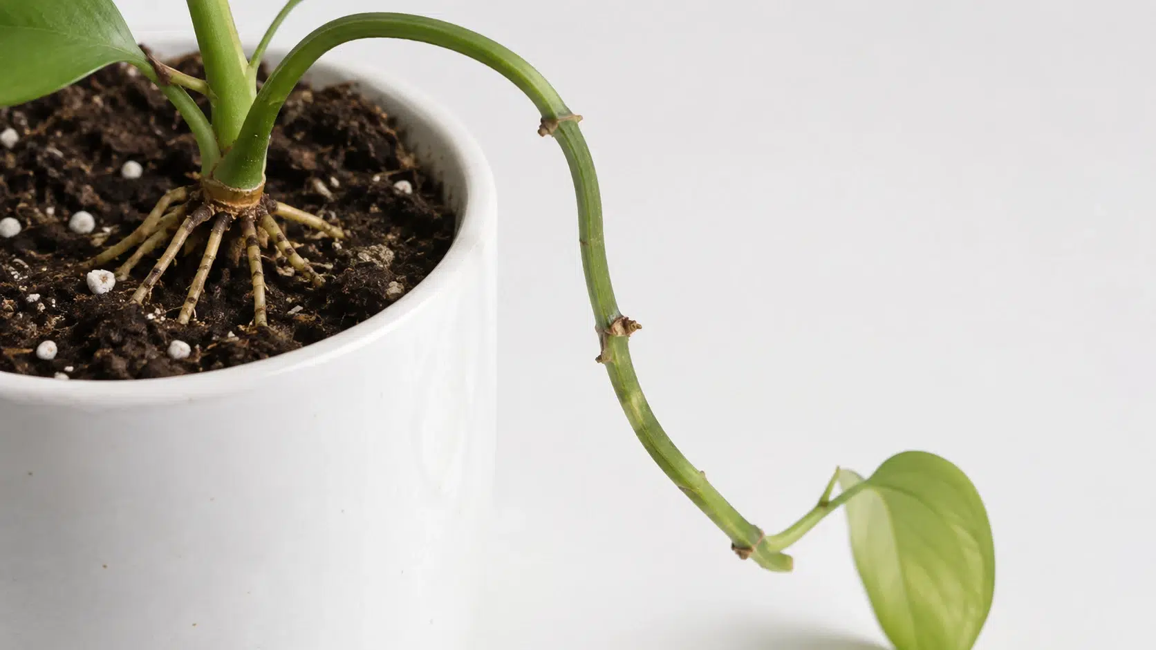what is trailing houseplants?