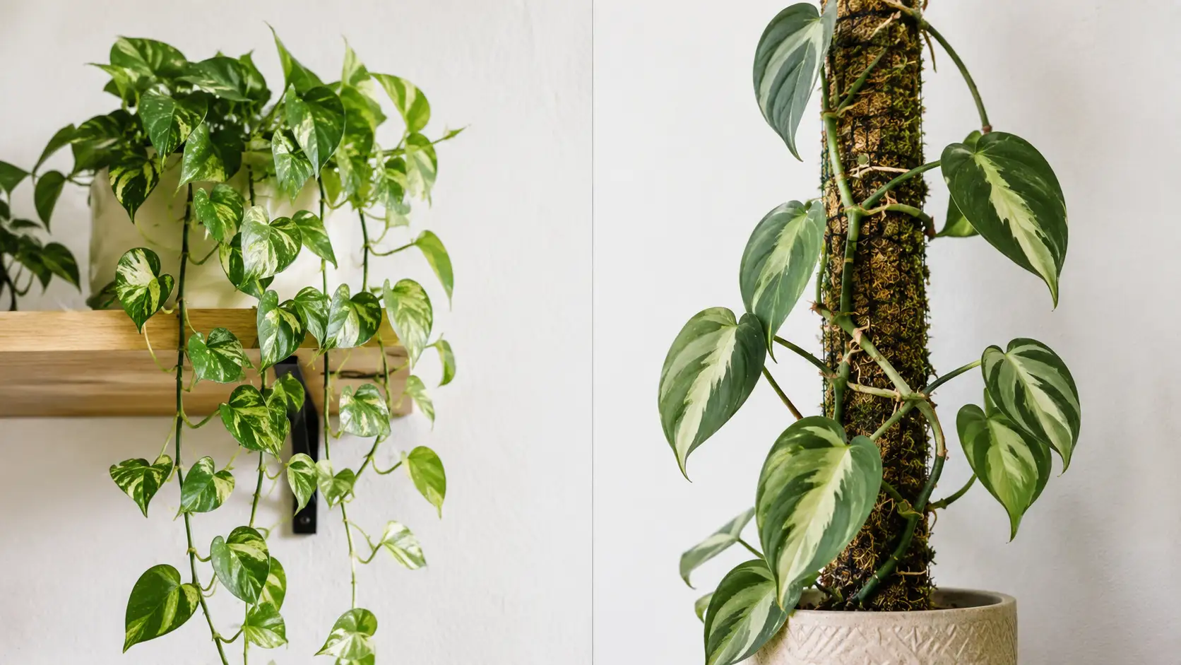 what is trailing houseplants?