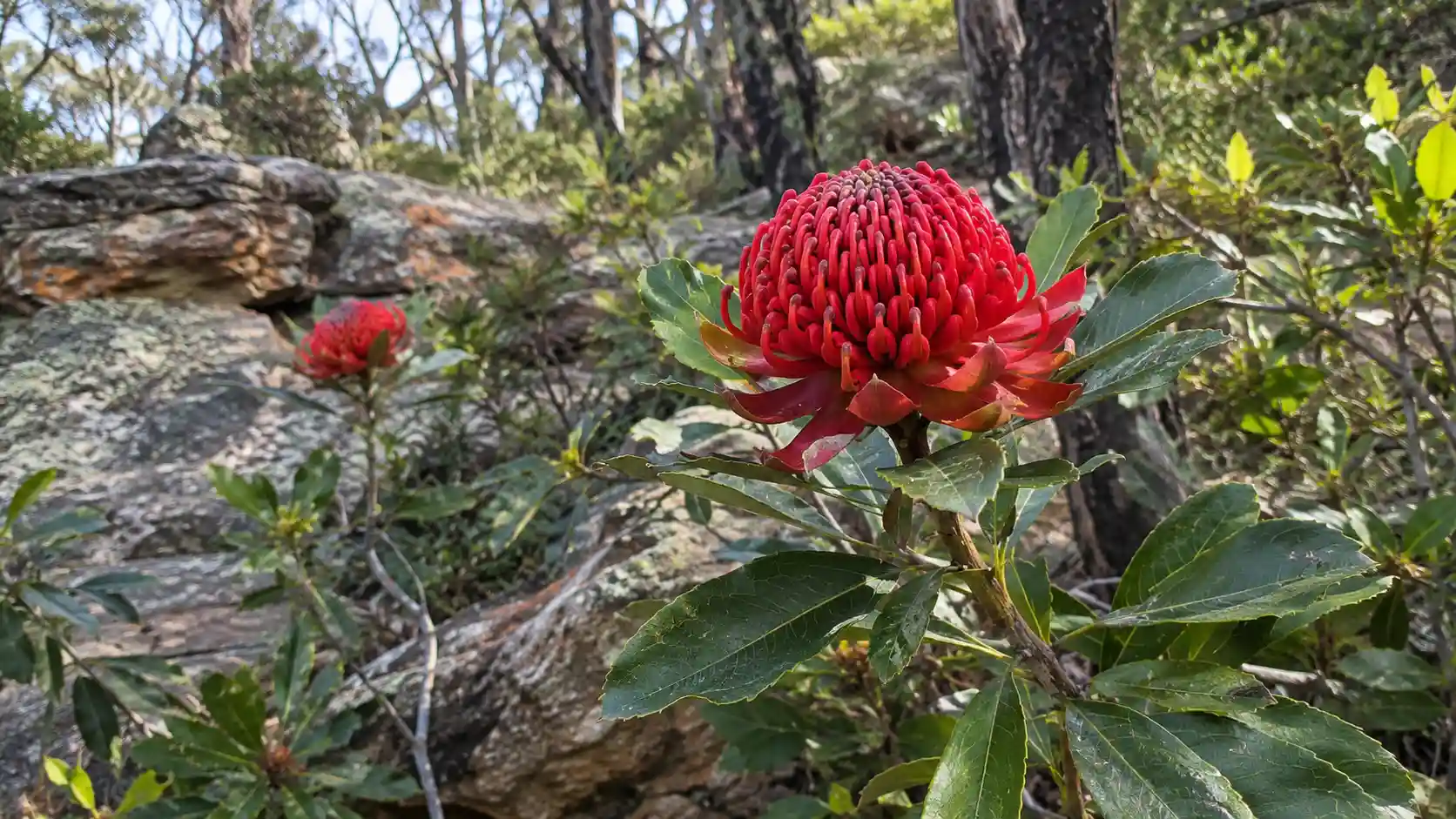 Australian native flowers by state