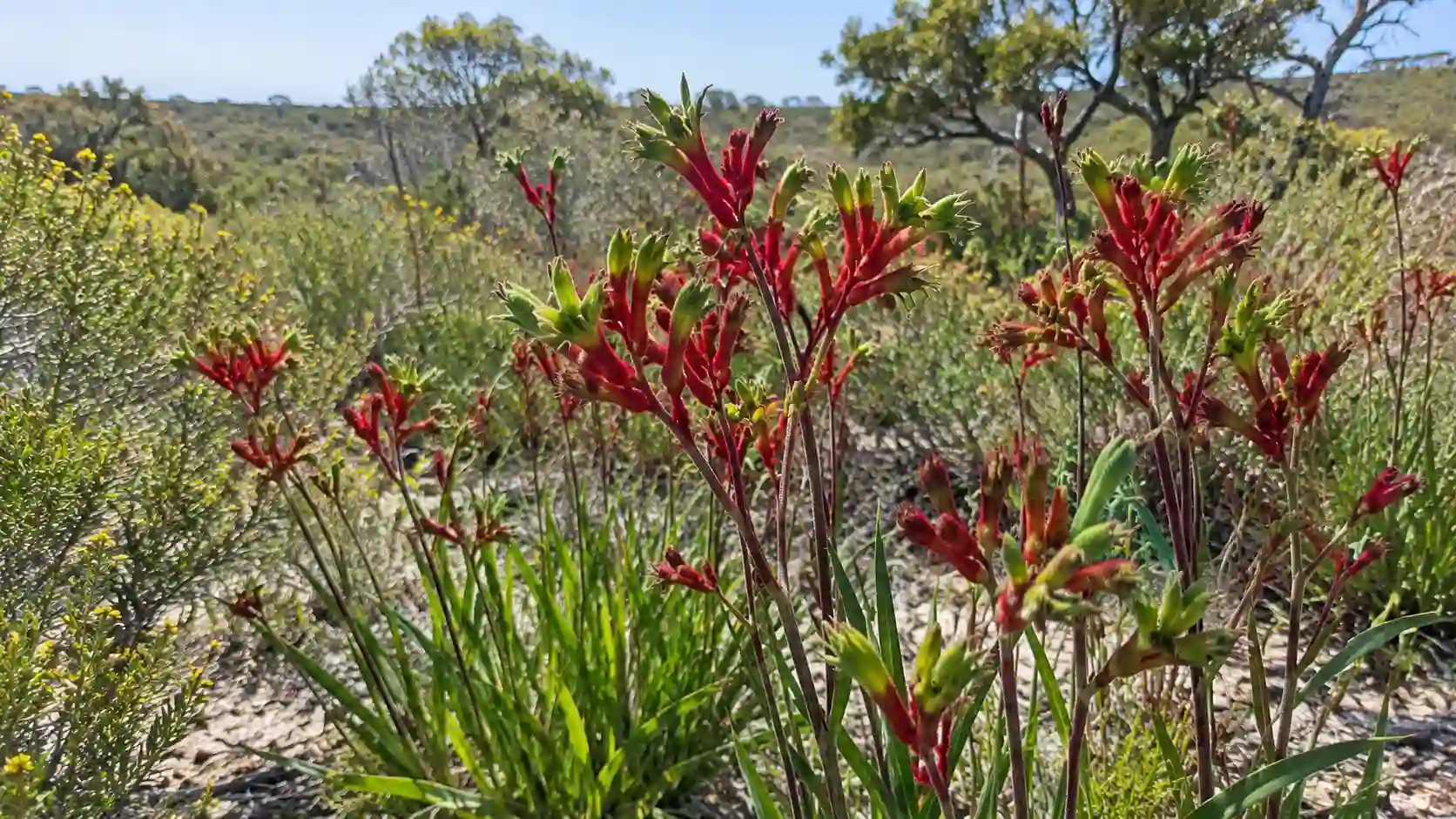 Australian native flowers by state
