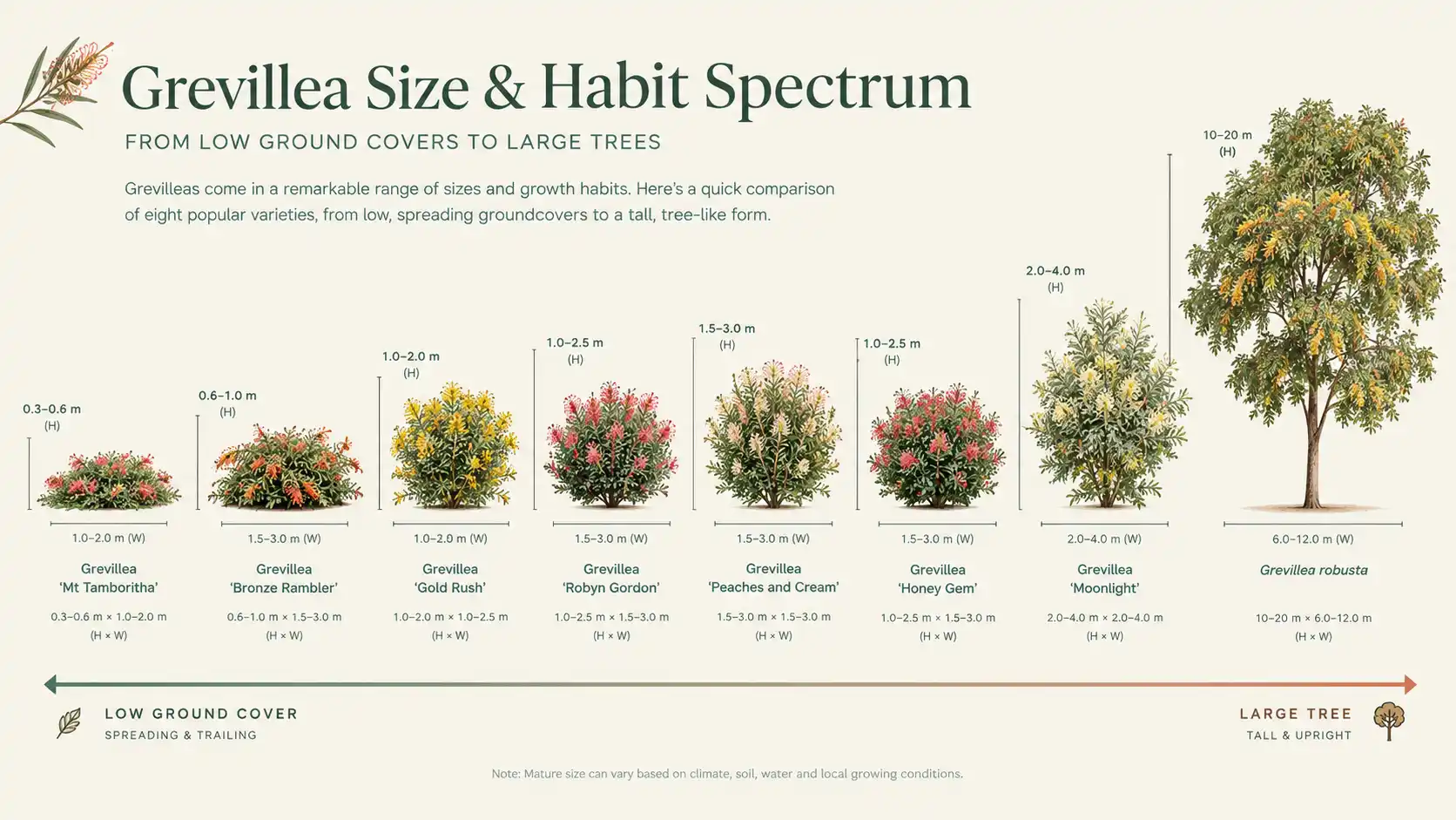 grevillea varieties comparison