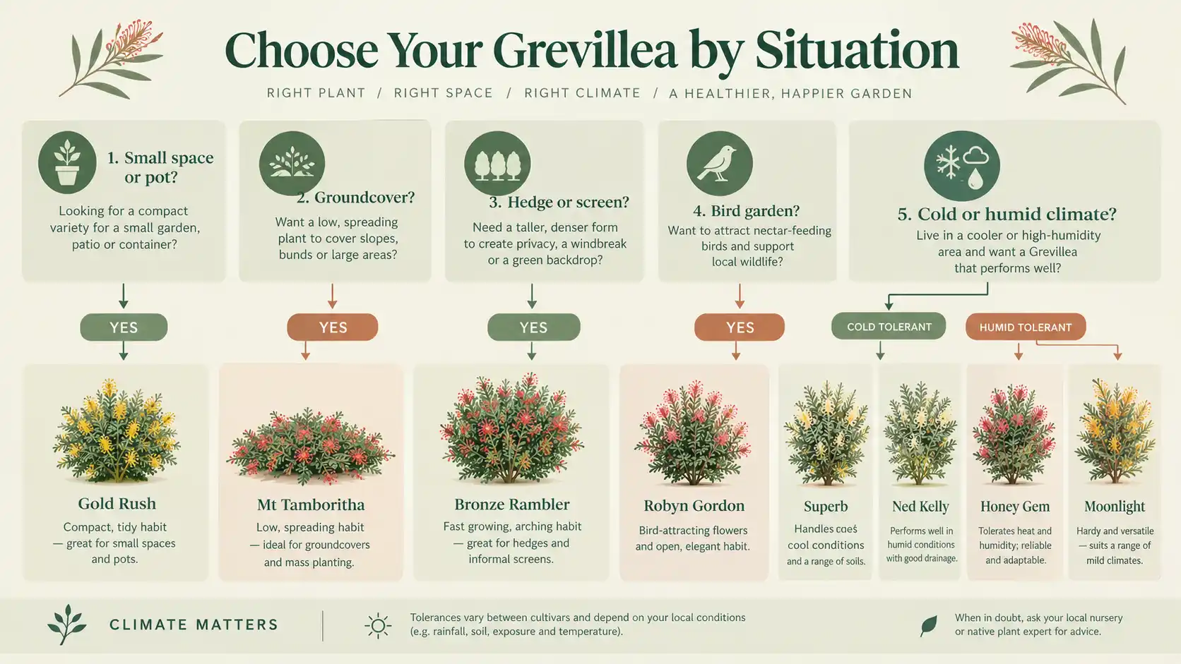 grevillea varieties comparison