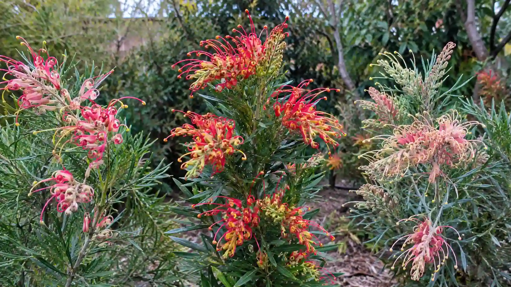 grevillea varieties comparison