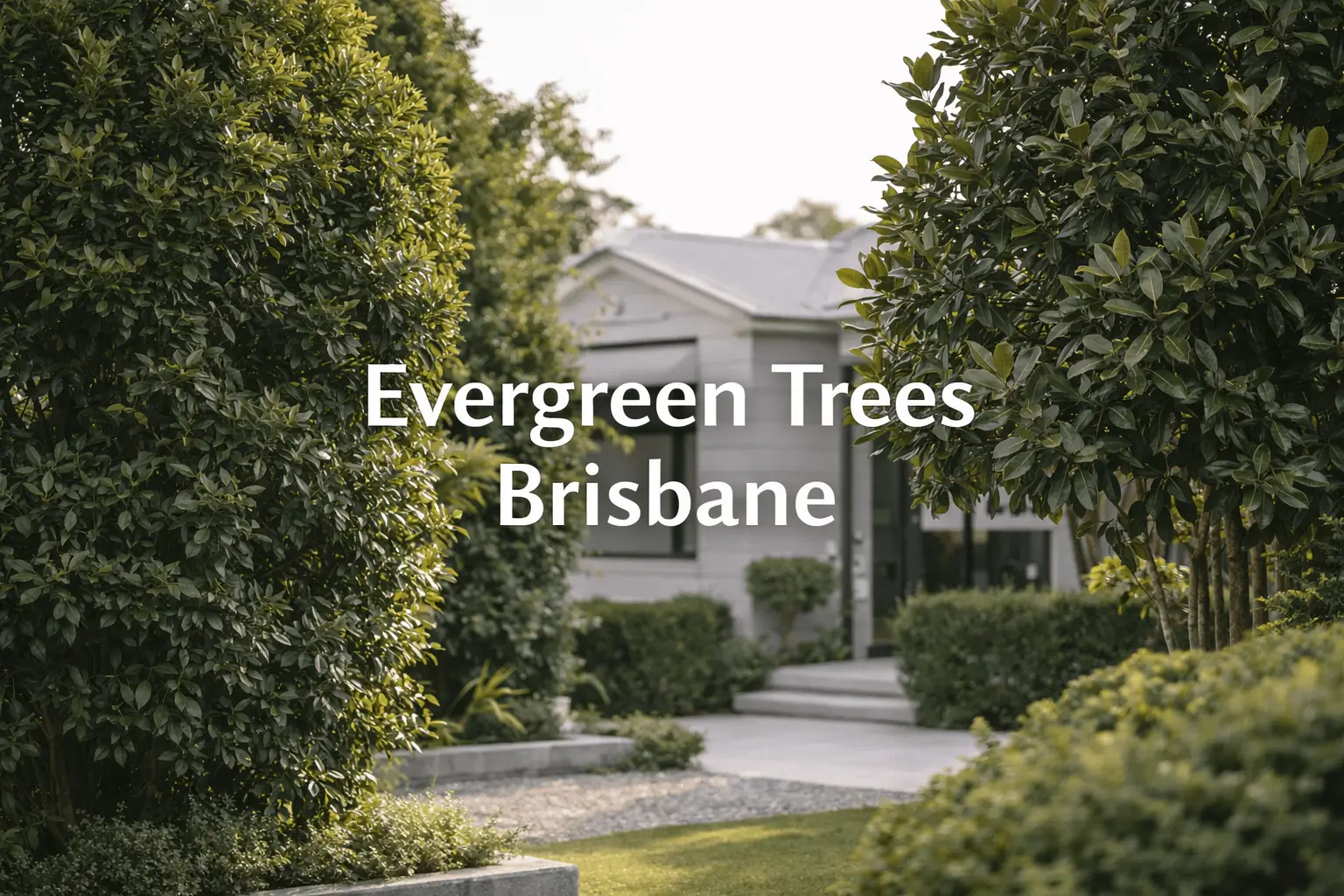 Evergreen trees Brisbane garden with year-round greenery and modern landscaping