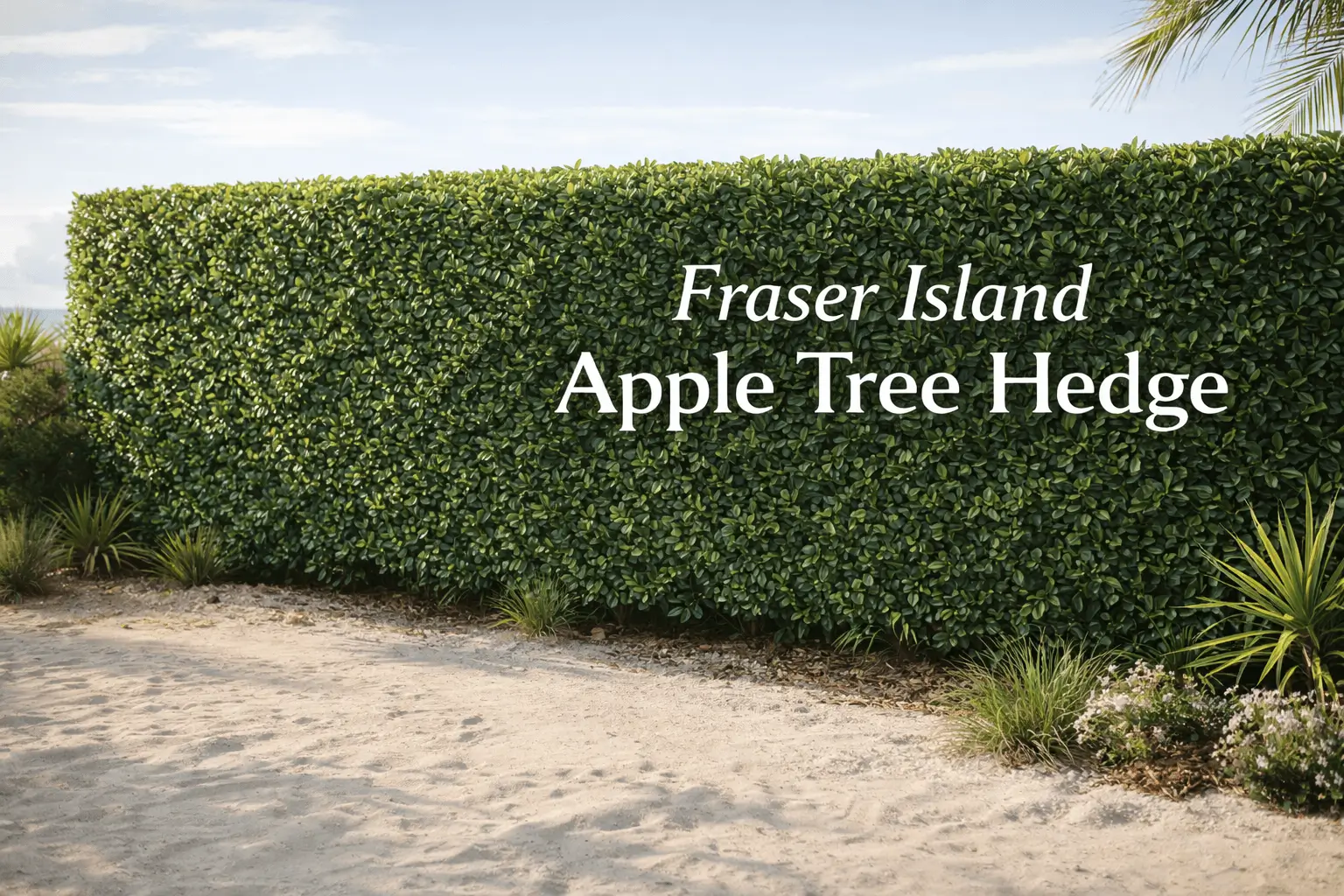 Fraser Island apple tree hedge (Acronychia imperforata) forming a dense evergreen privacy hedge in a coastal garden landscape.