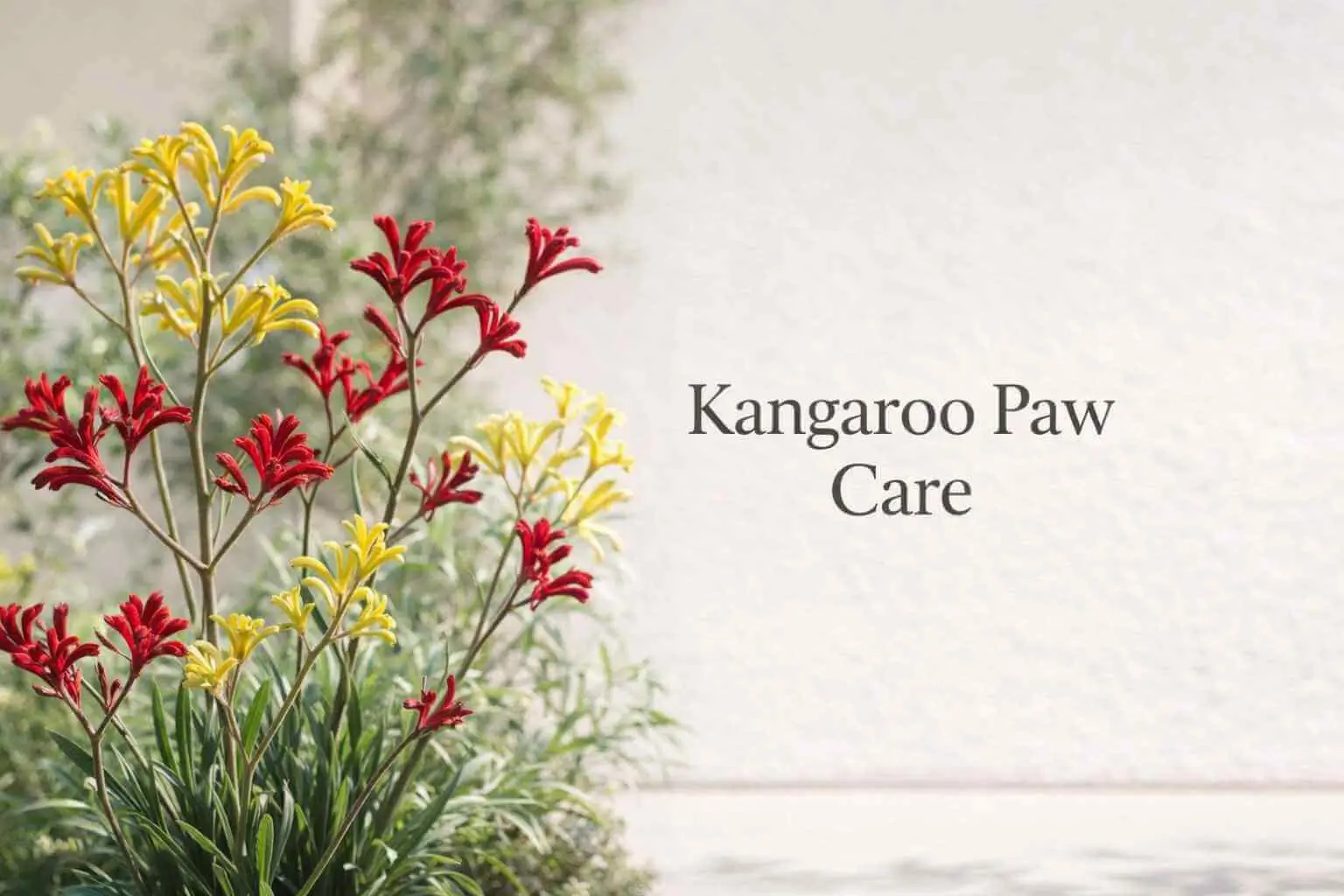 kangaroo paw care
