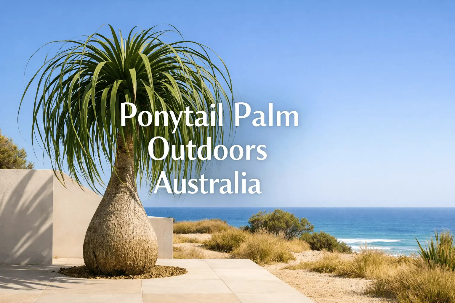 Ponytail palm outdoors Australia in sunny garden with large trunk and green leaves