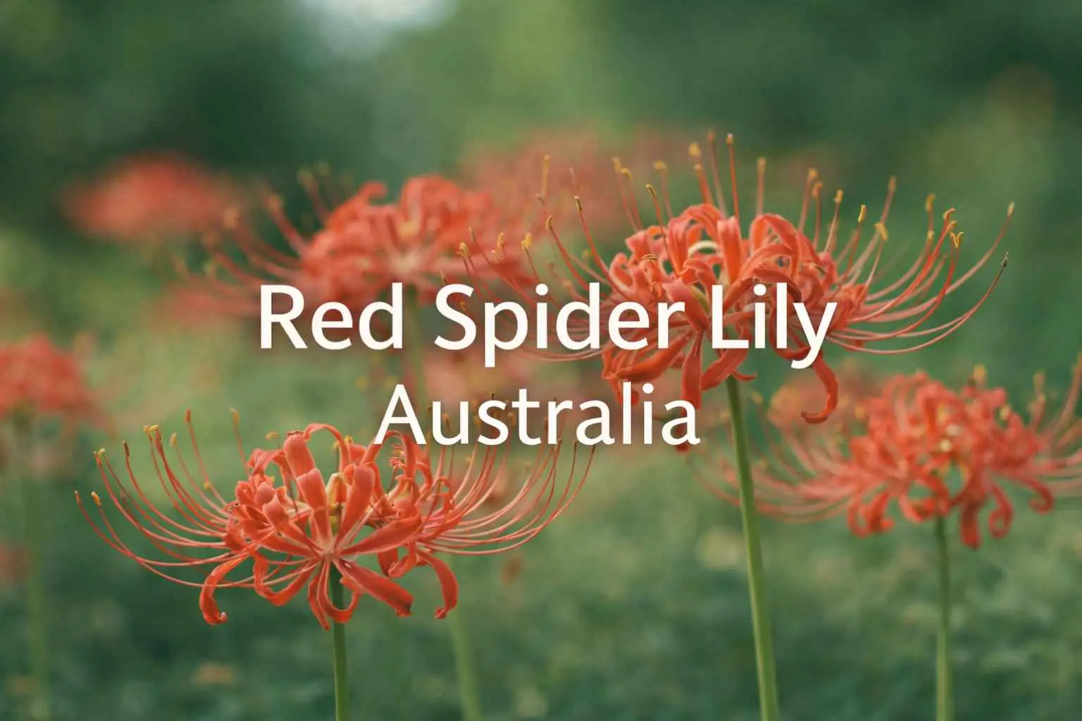 red spider lily australia