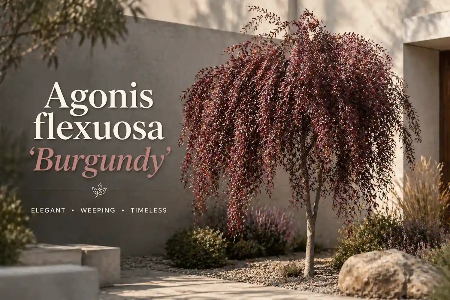 agonis flexuosa 'burgundy'