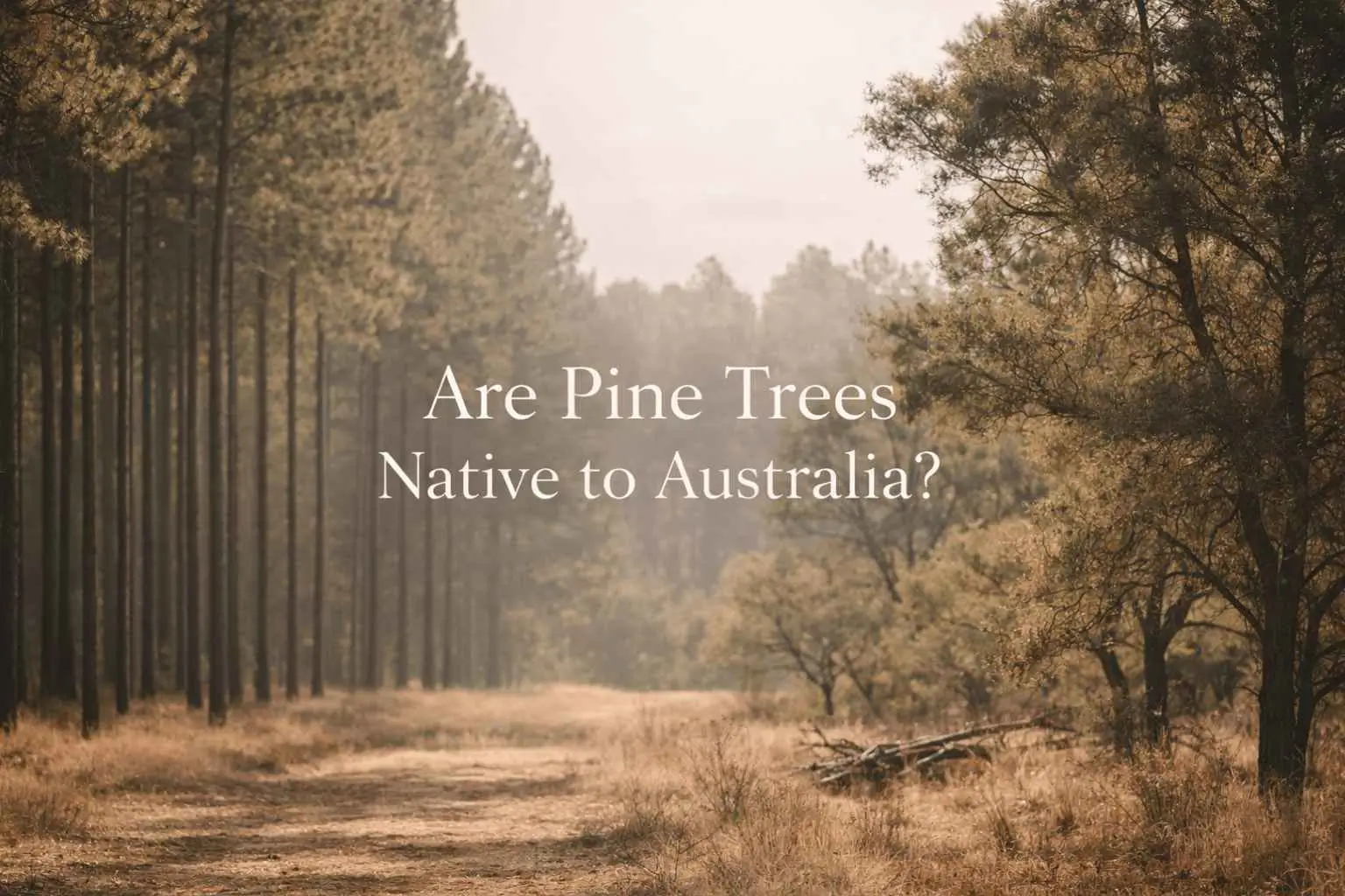 are pine trees native to australia