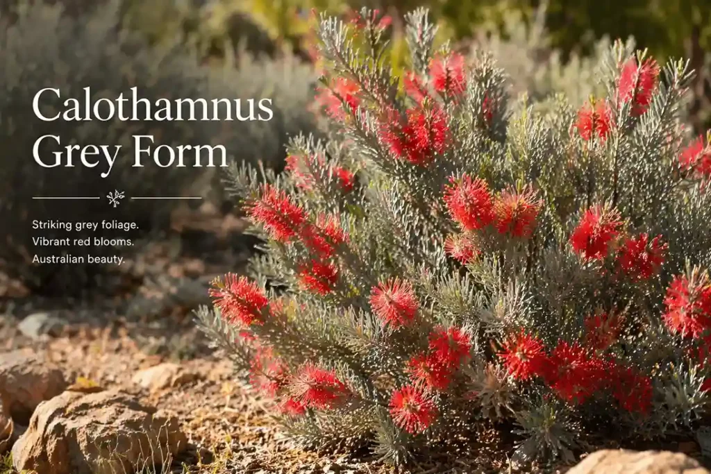 calothamnus grey form