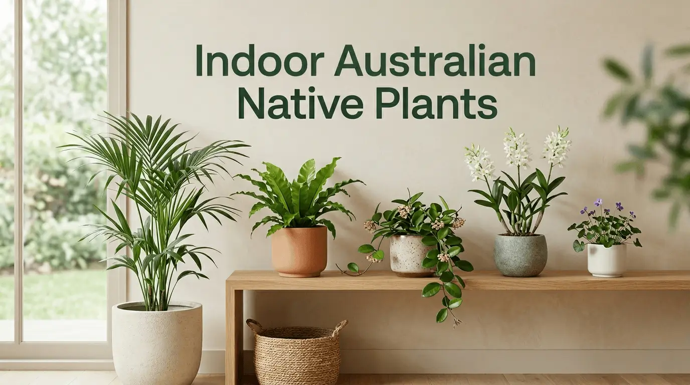 indoor australian native plants