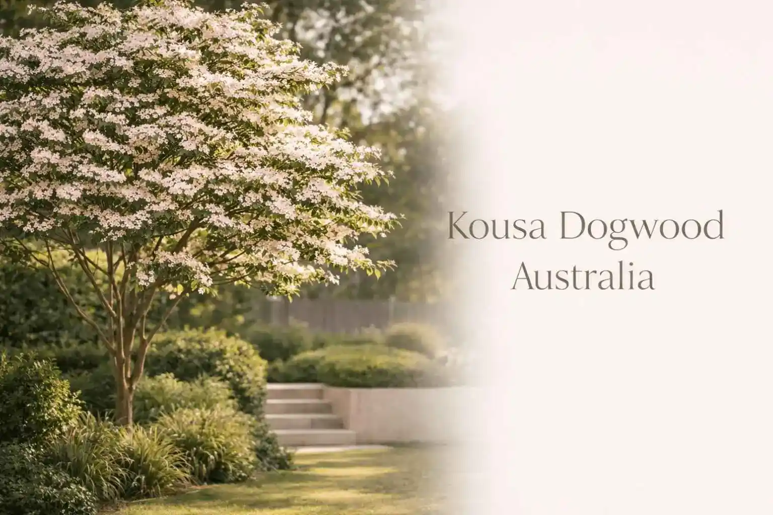 kousa dogwood australia
