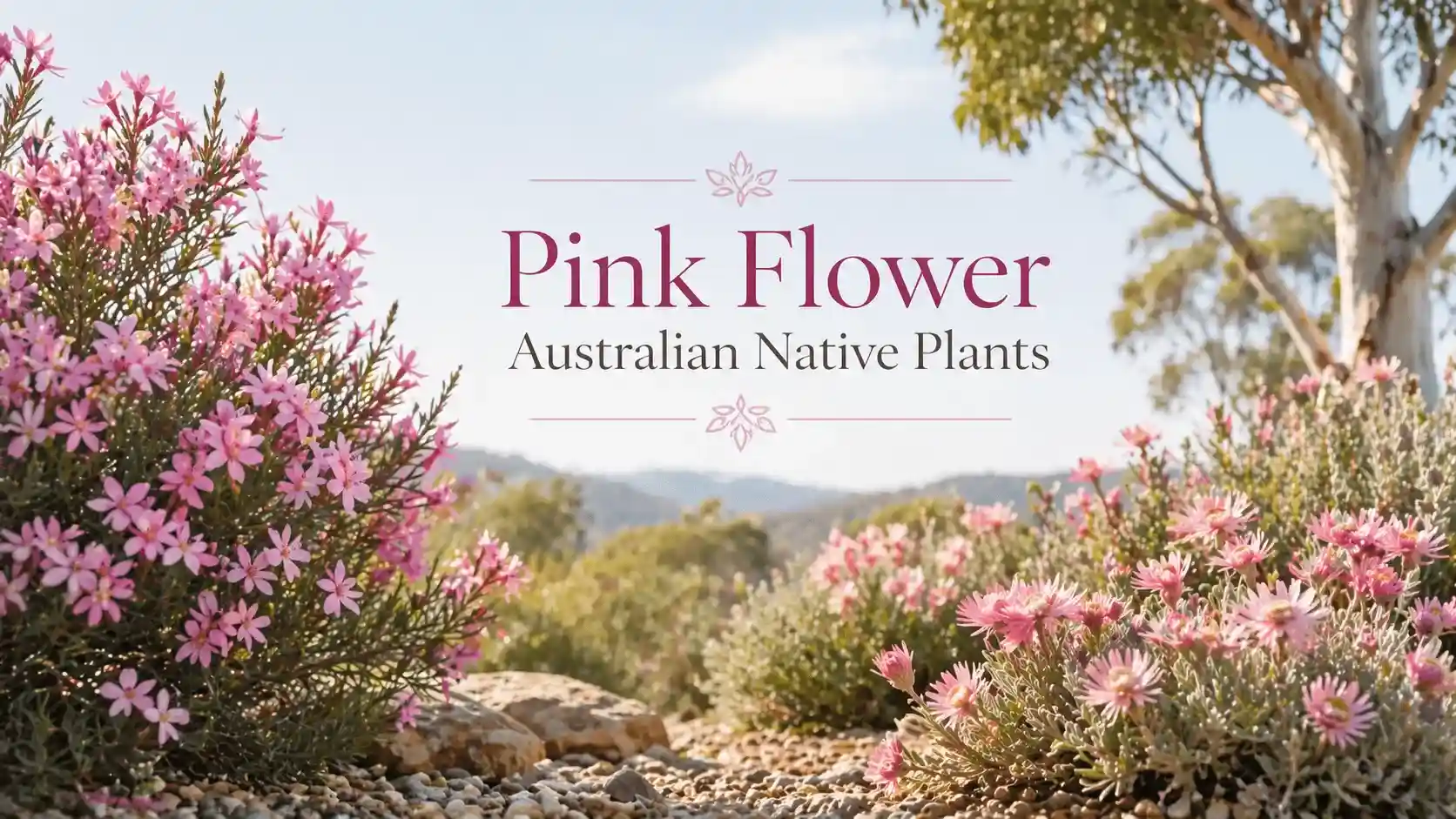 pink flower australian native