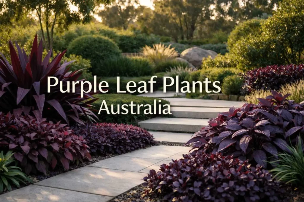 purple leaf plants australia