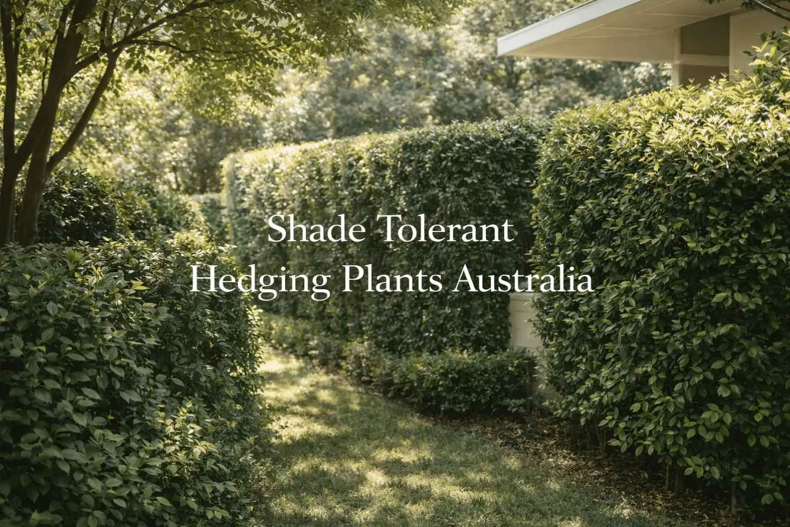 shade tolerant hedging plants australia