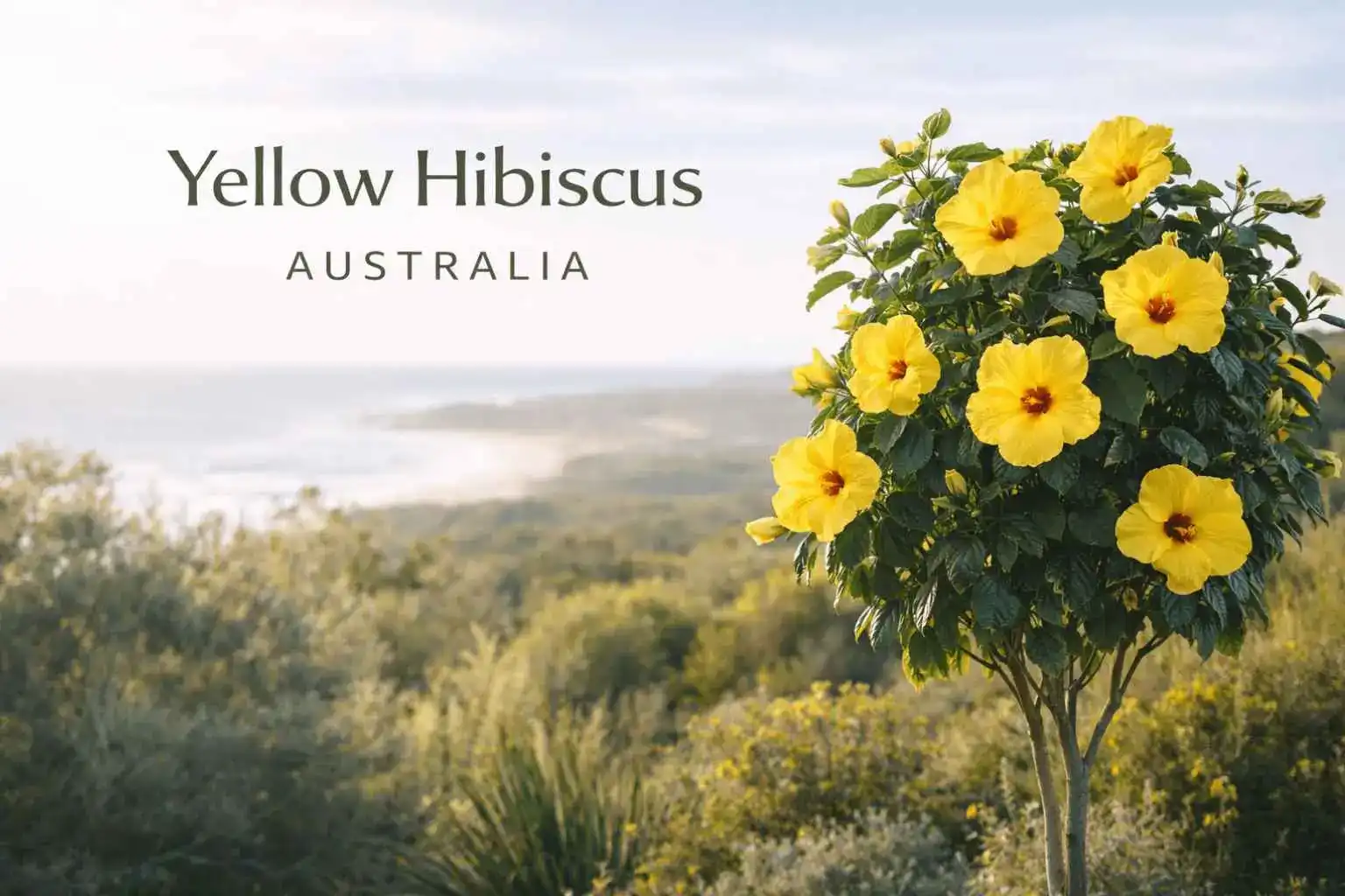 yellow hibiscus australia