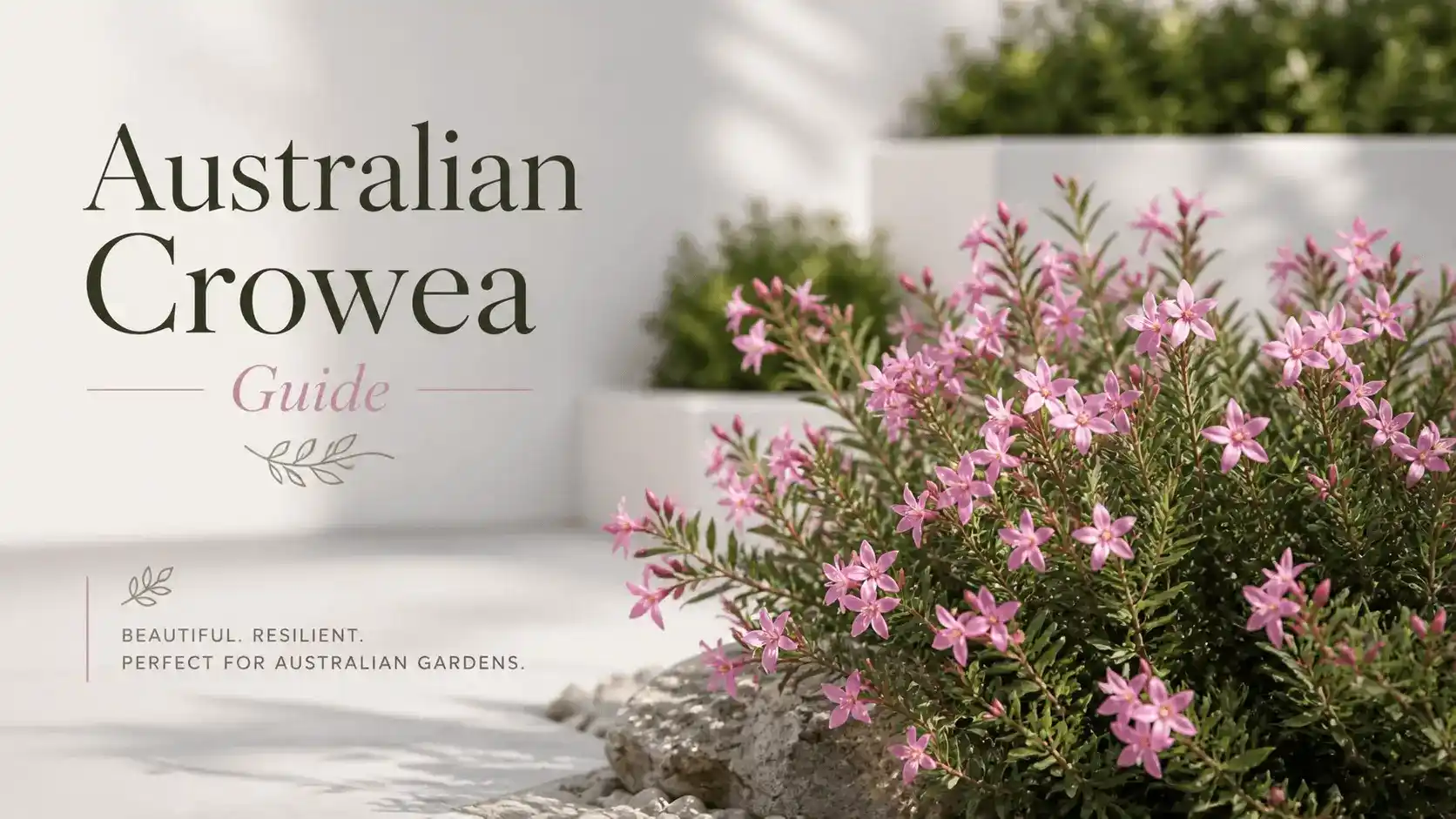australian crowea