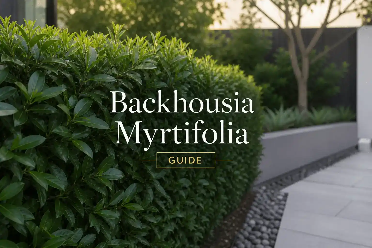 backhousia myrtifolia