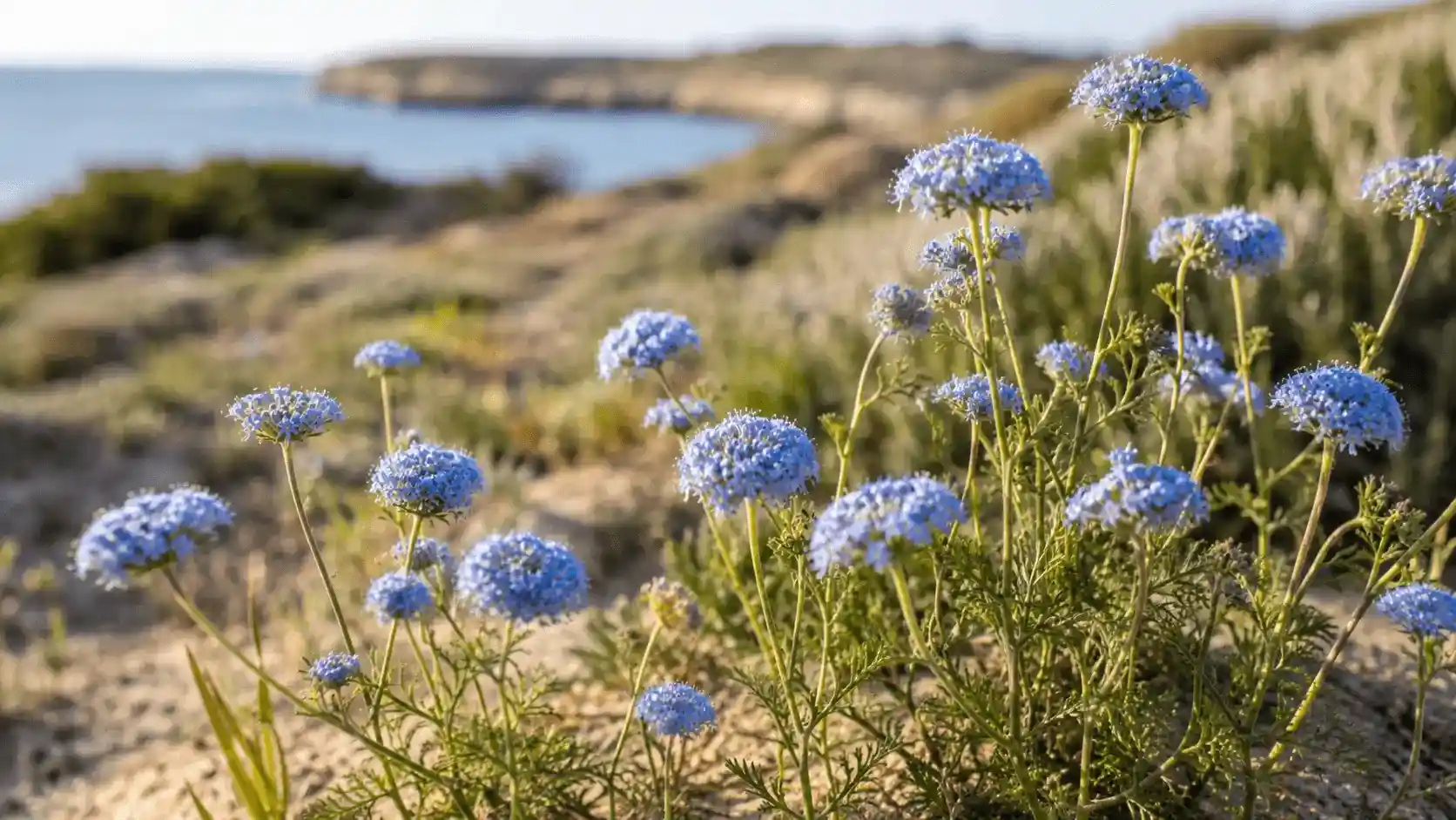blue rottnest island daisy