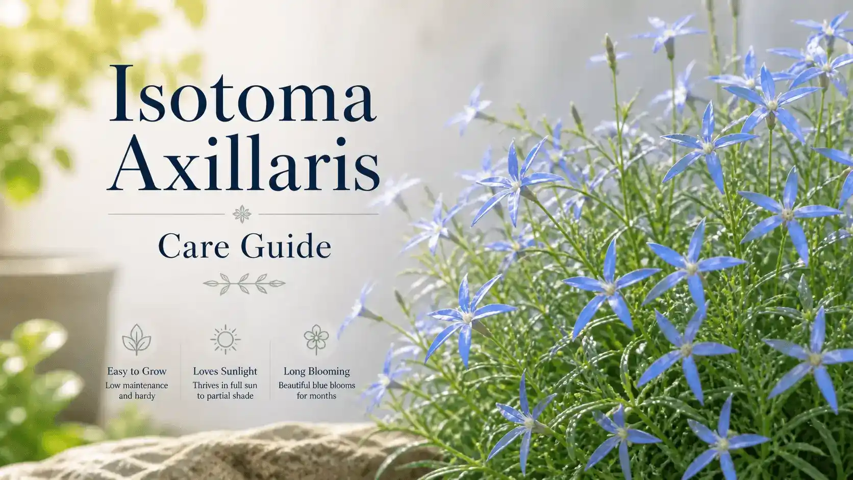isotoma axillaris
