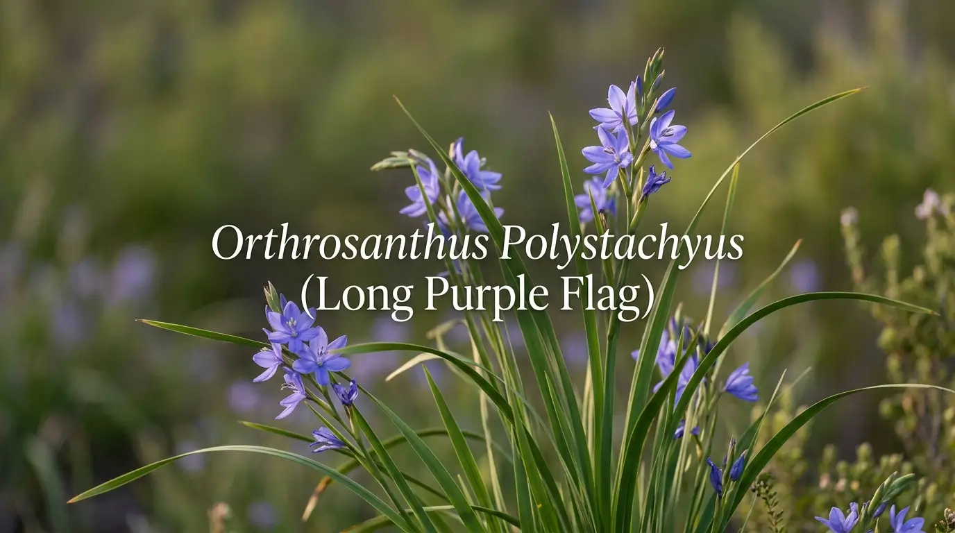 orthrosanthus polystachyus