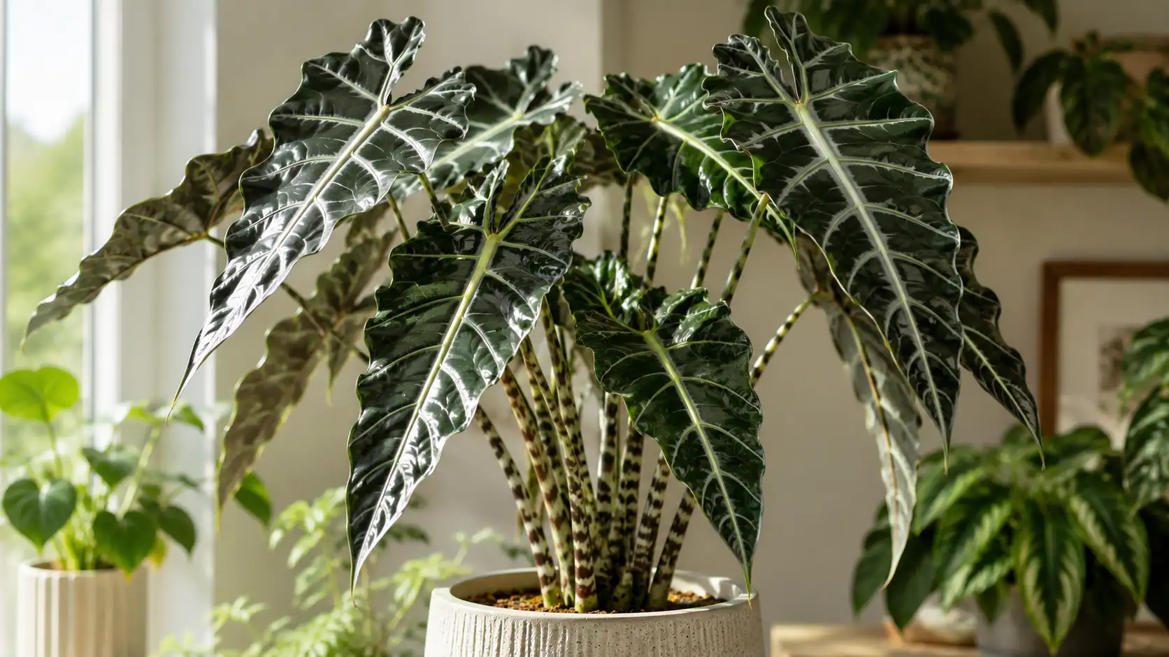 alocasia sarian care