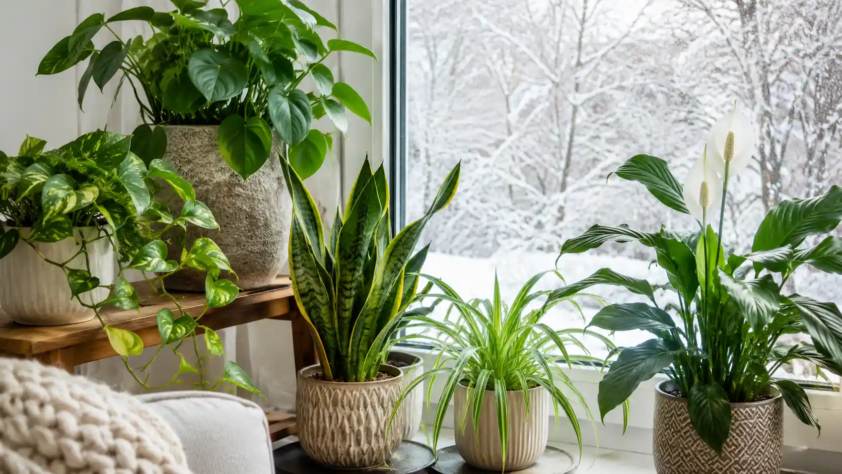 what temperature is too cold for indoor houseplants