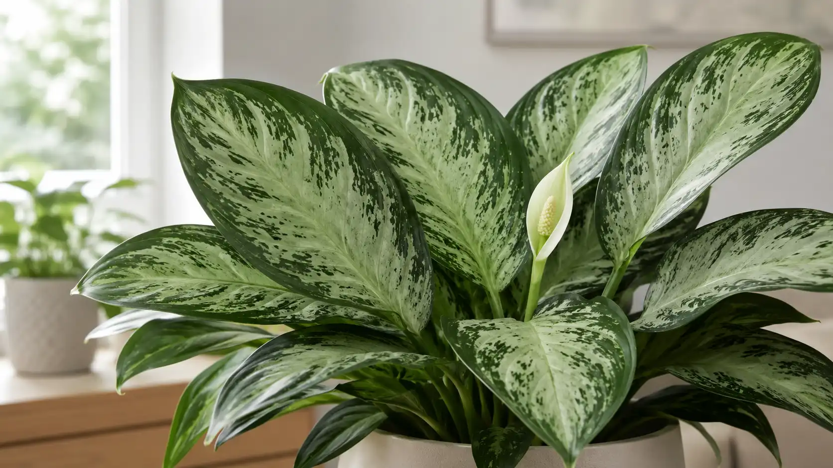 aglaonema silver bay flower