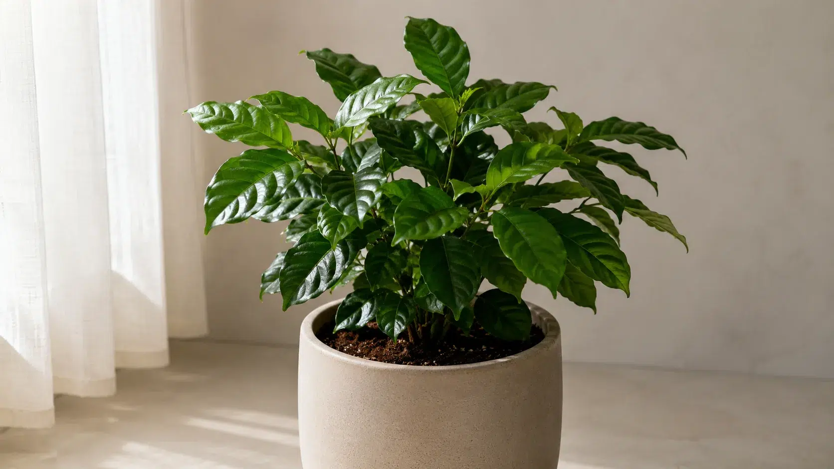 overwatered coffee plant