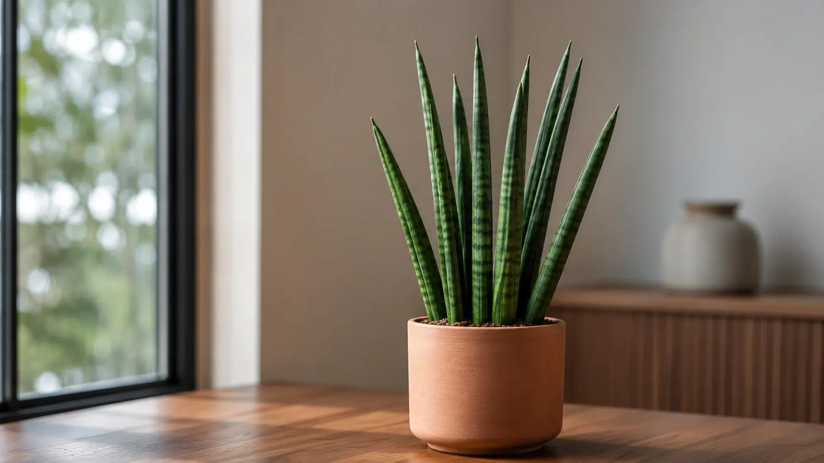 sansevieria fernwood mikado care