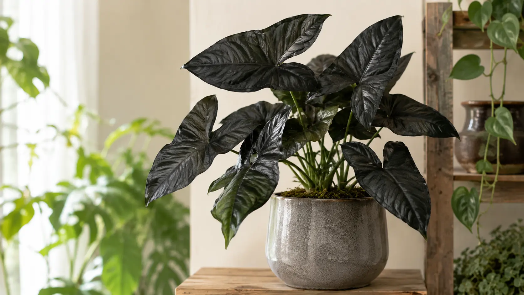 syngonium black panther