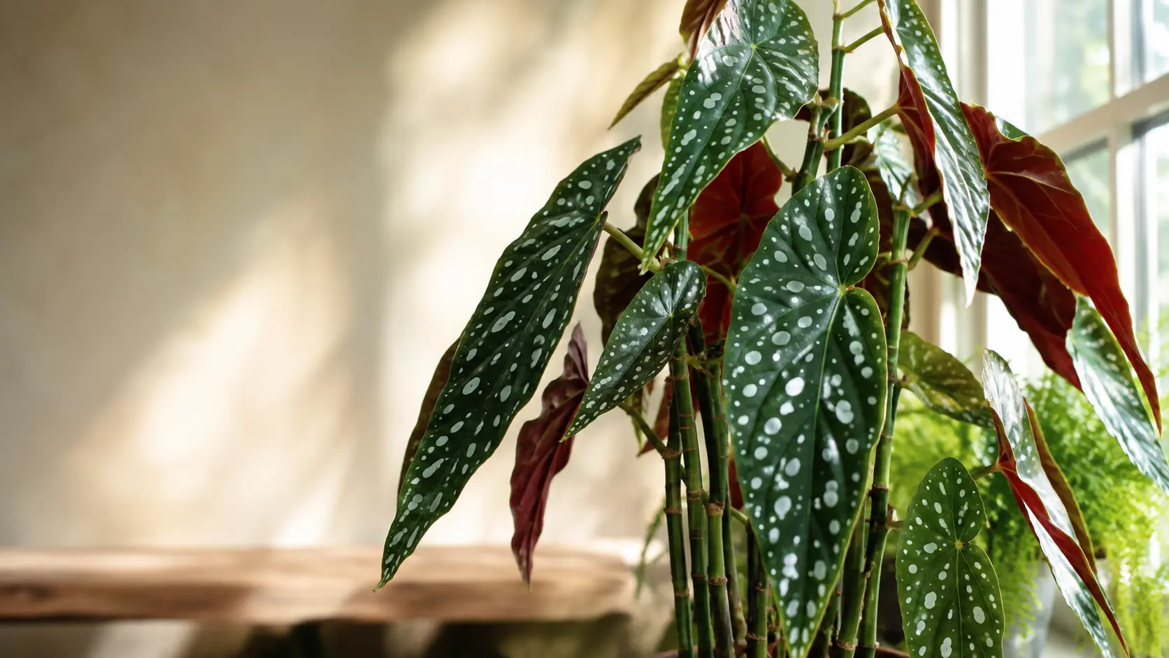 begonia morocco