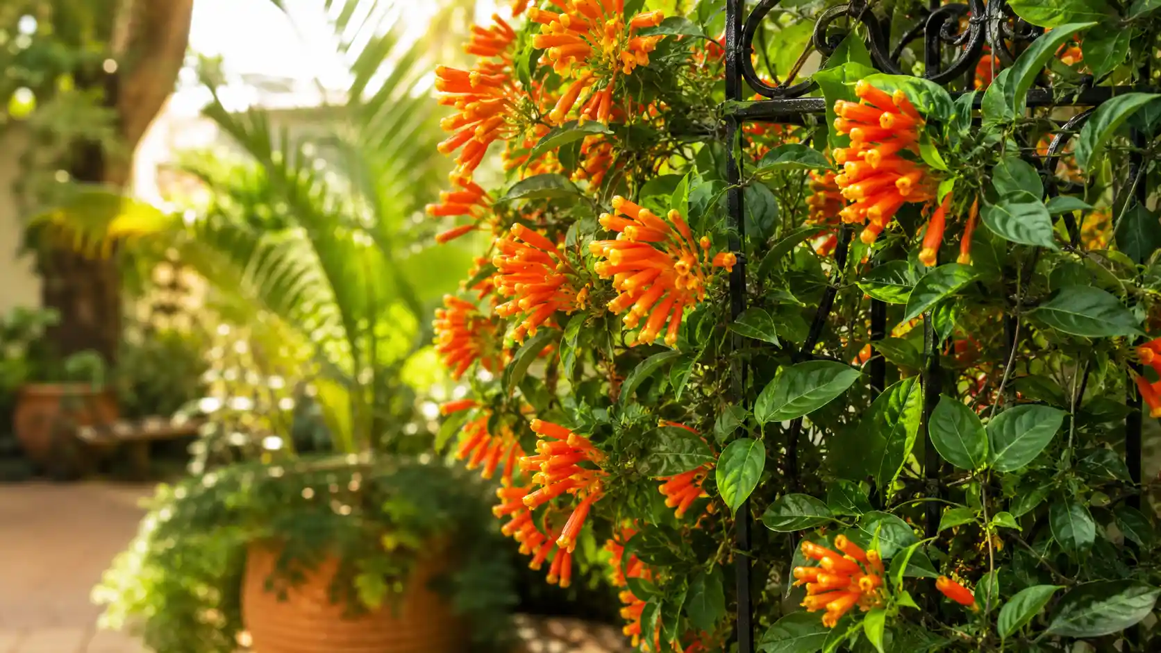 candy corn plant vine