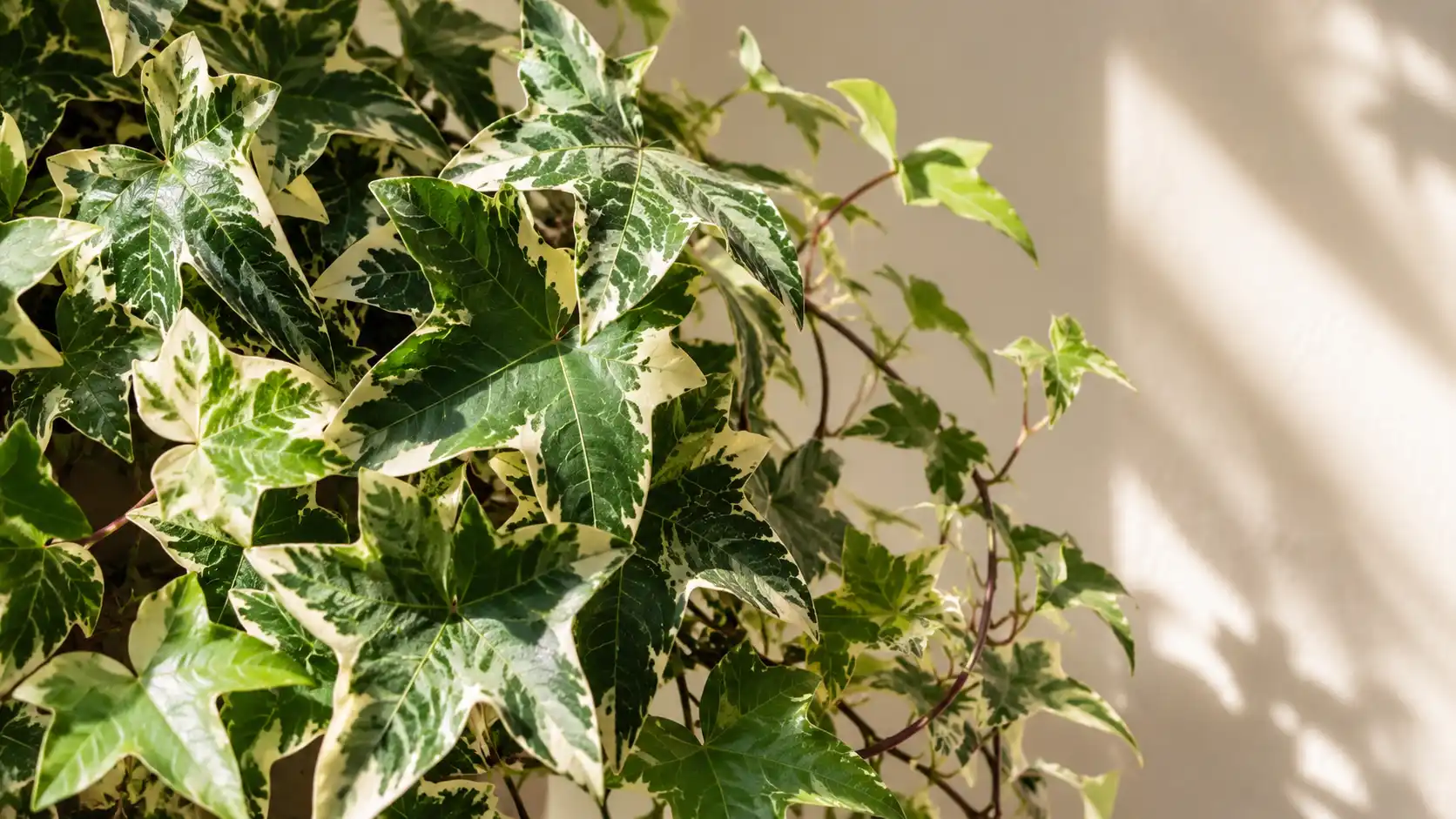 variegated algerian ivy